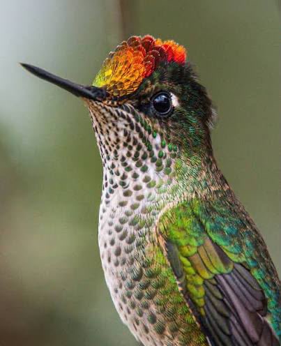 Picaflor entre la vegetación de un jardín en Pichilemu
