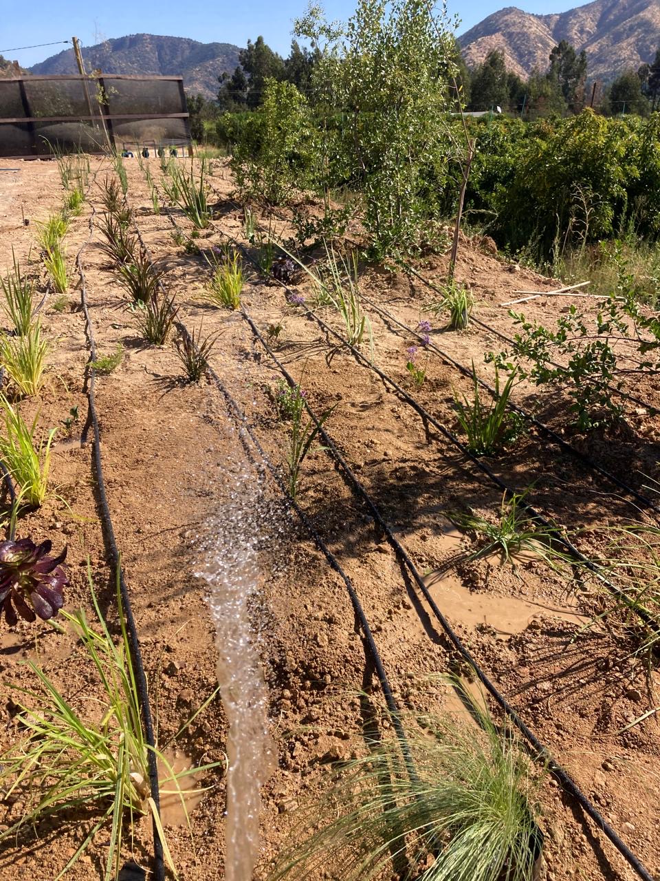 Riego por goteo en un jardín de bajo consumo hídrico