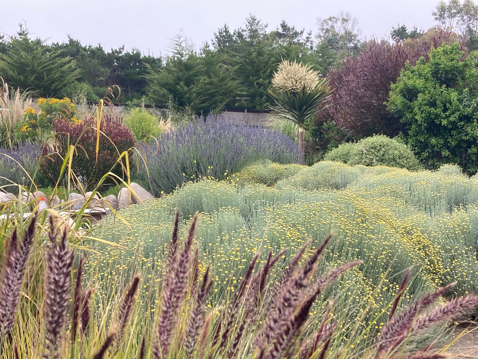Jardín costero con lavandas, gramíneas y cubresuelos florecidos