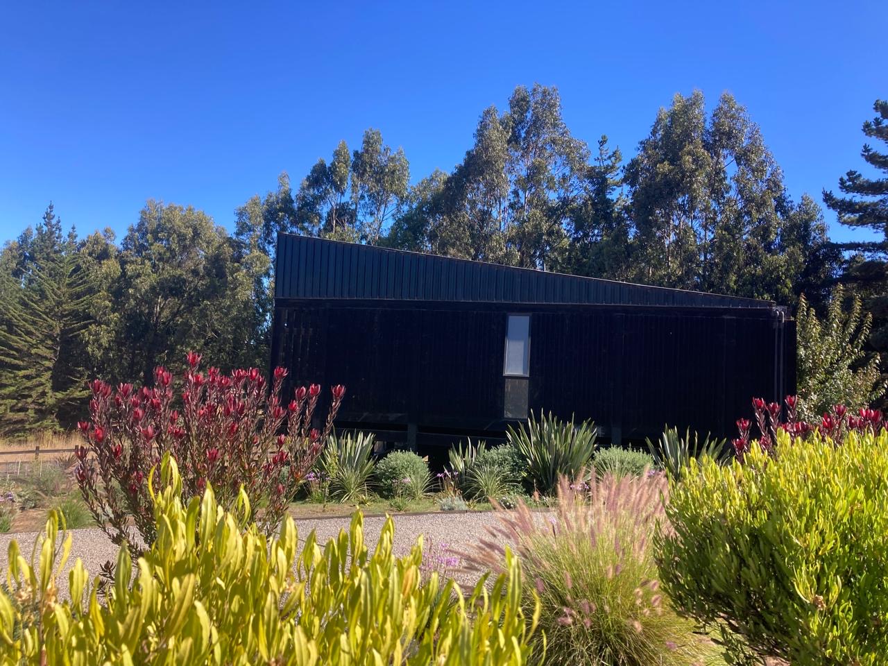 Jardín de leucadendros y gramíneas frente a una casa de madera negra